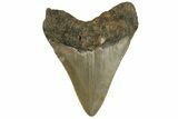 3.06" Fossil Megalodon Tooth - North Carolina - #200679-1